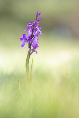Sumpf-Hundswurz (Anacamptis palustris), Gotland, Schweden