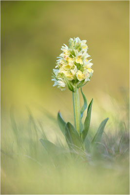 Holunder-Fingerwurz (Dactylorhiza sambucina), Frankreich, Dep. Aveyron