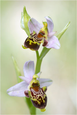 Ophrys scolopax, Plaines-des-Maures, Var