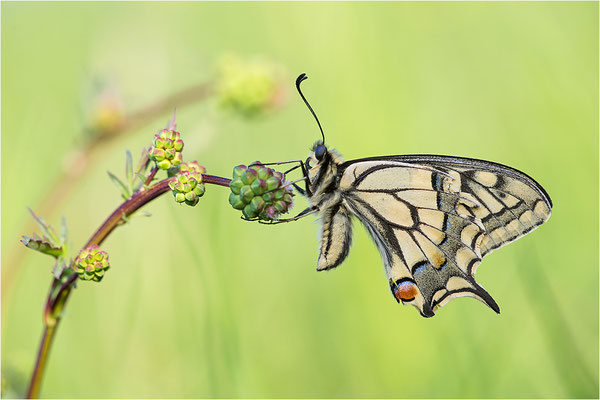 Schwalbenschwanz (Papilio machaon), Deutschland, Baden-Württemberg