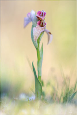 Verkannter Zungenstendel (Serapias neglecta), Frankreich, Var