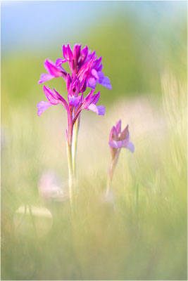 Großblütige Schmetterlings-Hundswurz (Anacamptis papilionacea expansa), Dep. Aveyron, Frankreich