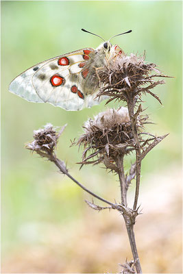 Roter Apollo (Parnassius apollo linnei), Schweden, Gotland