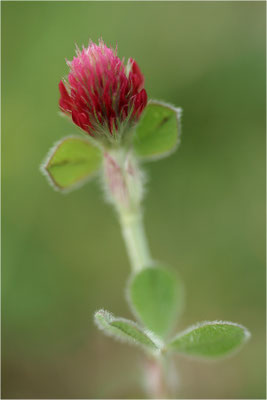 Inkarnat-Klee (Trifolium incarnatum), Deutschland, Baden-Württemberg