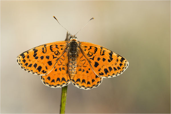 Roter Scheckenfalter (Melitaea didyma), Weibchen, Frankreich, Drôme