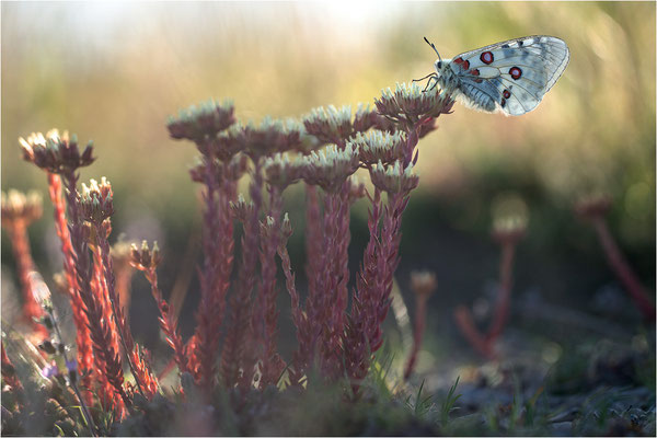 Roter Apollo (Parnassius apollo lozerae), Frankreich, Dep. Lozere