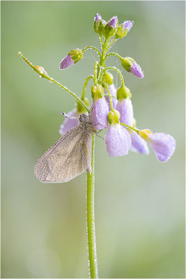 Tintenfleck-Weißling (Leptidea sinapis bzw. juvernica), Deutschland, Baden-Württemberg