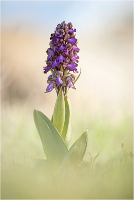 Riesen-Knabenkraut (Himantoglossum robertianum), Provence, Frankreich