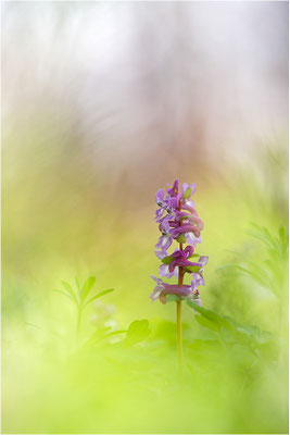 Hohler Lerchensporn (Corydalis cava), Deutschland, Baden-Württemberg