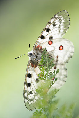 Roter Apollo (Parnassius apollo pedemontanus), Italien, Region Aostatal, 2.100m