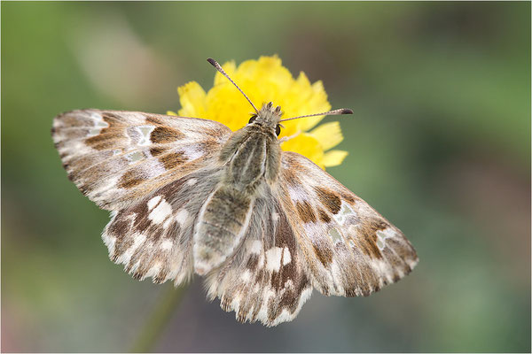 Loreley-Dickkopffalter (Carcharodus lavatherae), Italien, Region Aostatal, 1.400m