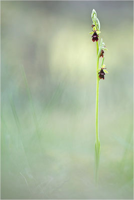 Fliegen-Ragwurz (Ophrys insectifera), Frankreich, Dep. Drôme