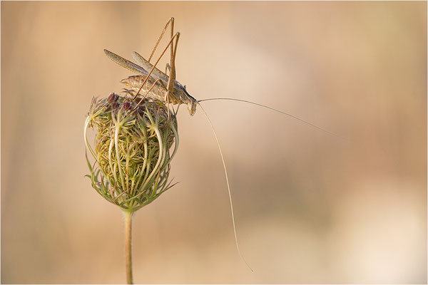 Lilienblatt-Sichelschrecke (Tylopsis lilifolia), Männchen, Frankreich, Drôme