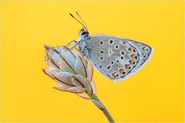 Eschers Bläuling (Polyommatus escheri), Männchen, Frankreich, Dep. Aveyron
