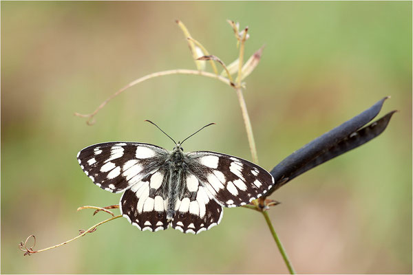 Schachbrettfalter (Melanargia galathea), Männchen, Deutschland, Baden-Württemberg