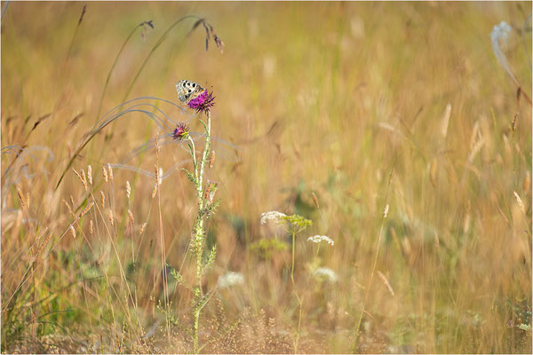 Roter Apollo (Parnassius apollo lozerae), Frankreich, Dep. Lozere