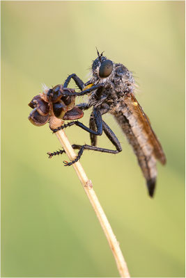 Kerbzangen-Raubfliege (??? - Dysmachus fuscipennis), Frankreich, Ardèche