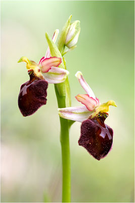 Moris Ragwurz (Ophrys morisii)