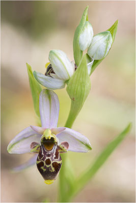 Ophrys scolopax, Plaines-des-Maures, Var