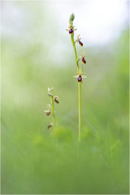 Ophrys x apicula (Ophrys insectifera x ophrys araneola)