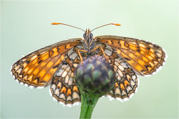 Östlicher Scheckenfalter (Melitaea britomartis), Deutschland, Bayern