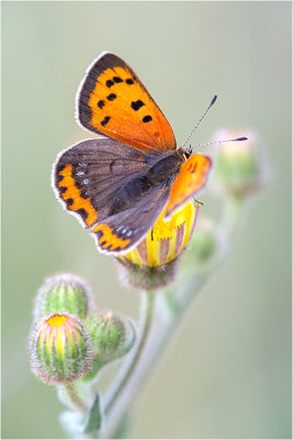 Kleiner Feuerfalter (Lycaena phlaeas), Frankreich, Korsika