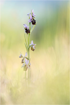 Ophrys fuciflora