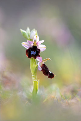 Ophrys aurelia, Bouches-du-Rhône