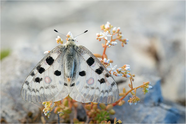 Roter Apollo (Parnassius apollo nivatus), Frankreich, Jura