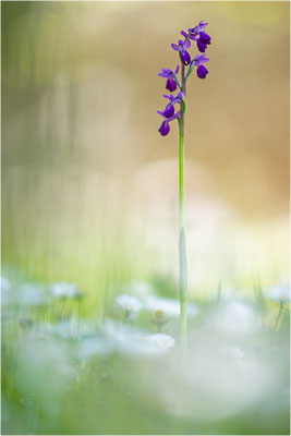 Langspornige Hundswurz (Anacamptis longicornu), Italien, Sardinien