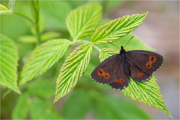 Weißbindiger Bergwald-Mohrenfalter (Erebia euryale), Weibchen, Italien, Region Aostatal, 1700m