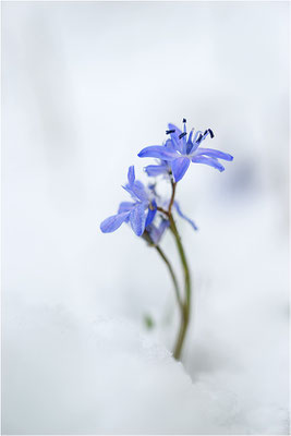 Zweiblättriger Blaustern (Scilla bifolia), Deutschland, Baden-Württemberg