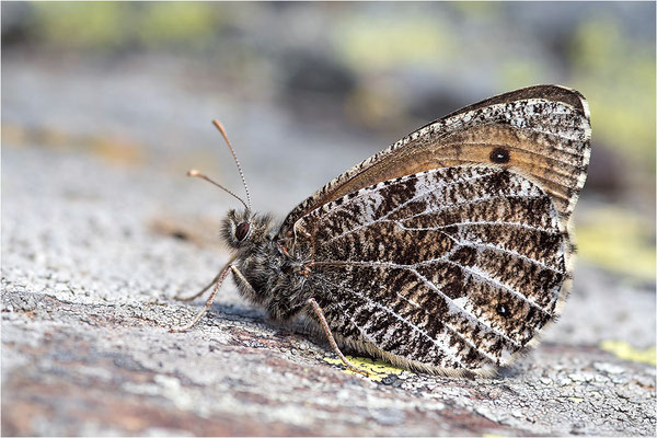 Gletscherfalter (Oeneis glacialis), Italien, Region Aostatal, 2300m