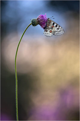 Roter Apollo (Parnassius apollo pedemontanus), Italien, Region Aostatal, 2.100m