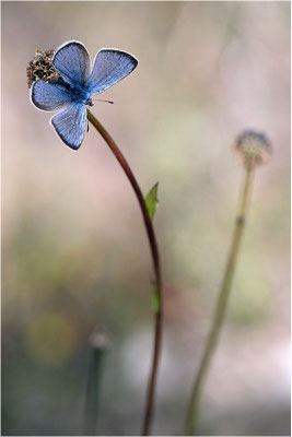 Alexis-Bläuling (Glaucopsyche alexis), Männchen, Frankreich, Ardèche