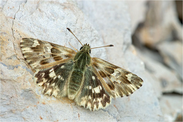 Loreley-Dickkopffalter (Carcharodus lavatherae), Frankreich, Isere