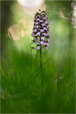 Purpur-Knabenkraut (Orchis purpurea), Deutschland, Baden-Württemberg