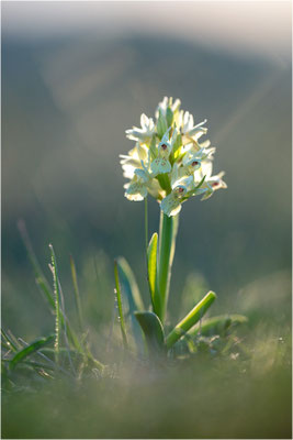 Holunder-Fingerwurz (Dactylorhiza sambucina), Frankreich, Dep. Aveyron