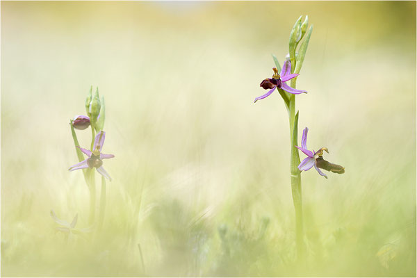 Drôme-Ragwurz (Ophrys drumana), Frankreich, Dep. Drôme