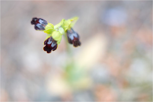 Ophrys bilunulata