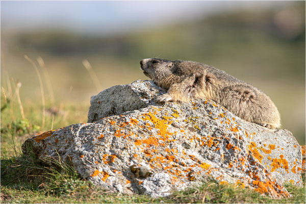 Alpenmurmeltier (Marmota marmota), Frankreich, Dep. Savoie