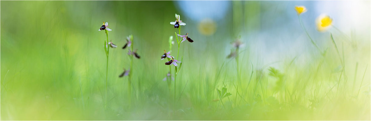 Drôme-Ragwurz (Ophrys drumana), Frankreich, Dep. Drôme