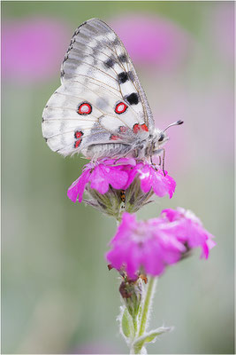 Roter Apollo (Parnassius apollo pedemontanus), Italien, Region Aostatal