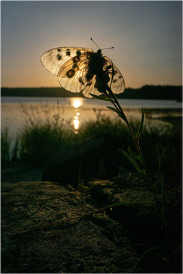 Roter Apollo (Parnassius apollo apollo), Schweden, Småland