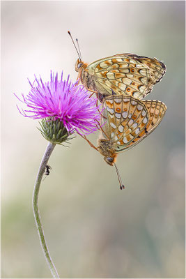 Stiefmütterchen-Perlmutterfalter (Argynnis niobe / Argynnis niobef. eris), Paarung, Italien, Region Aostatal, 2200m