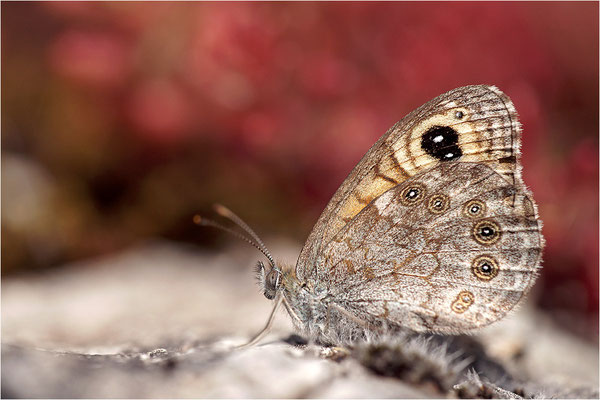 Braunauge (Lasiommata maera), Frankreich, Ardèche