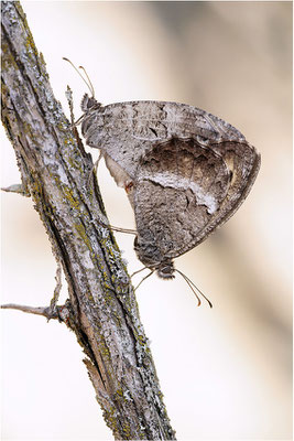 Rotbindiger Samtfalter (Arethusana arethusa), Paarung, Frankreich, Drôme