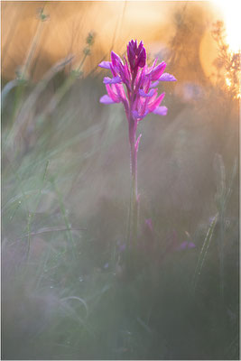 Großblütige Schmetterlings-Hundswurz (Anacamptis papilionacea expansa), Dep. Aveyron, Frankreich