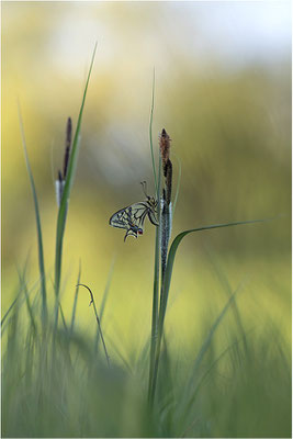 Schwalbenschwanz (Papilio machaon), Deutschland, Baden-Württemberg