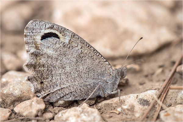 Eisenfarbiger Samtfalter (Hipparchia statilinus), Frankreich, Dep. Drôme